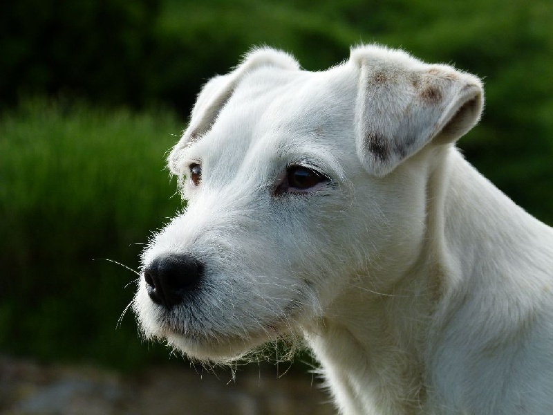 Les Parson Russell Terrier de l'affixe Des Contes Du Vieux Chêne