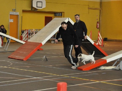 Des Contes Du Vieux Chêne - 2e partie de Brevet d'Agility pour FEELING