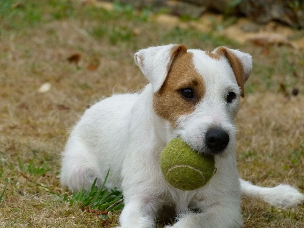 Des Contes Du Vieux Chêne - Concours chiens truffiers.