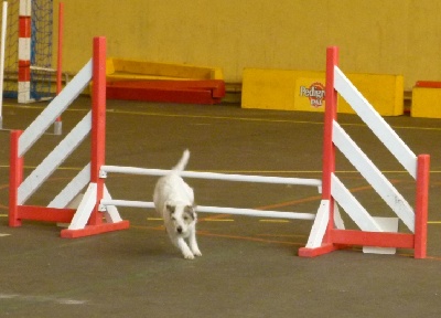 Des Contes Du Vieux Chêne - Agility : 1ere partie de Brevet pour FEELING.