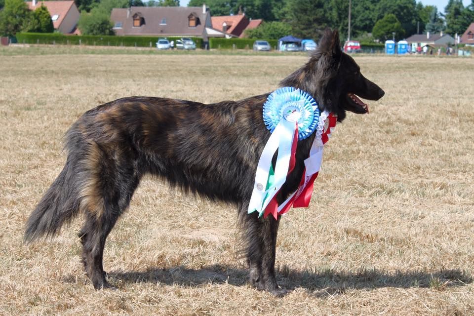 Des Contes Du Vieux Chêne - H'Alix Championne du Monde 2015 et Championne d'Italie.