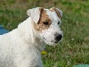  - Jimmy meilleur Puppy de la Régionale d'Elevage de Fontainebleau !