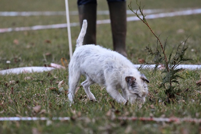 Des Contes Du Vieux Chêne - Super championnat de France de Chiens Truffiers