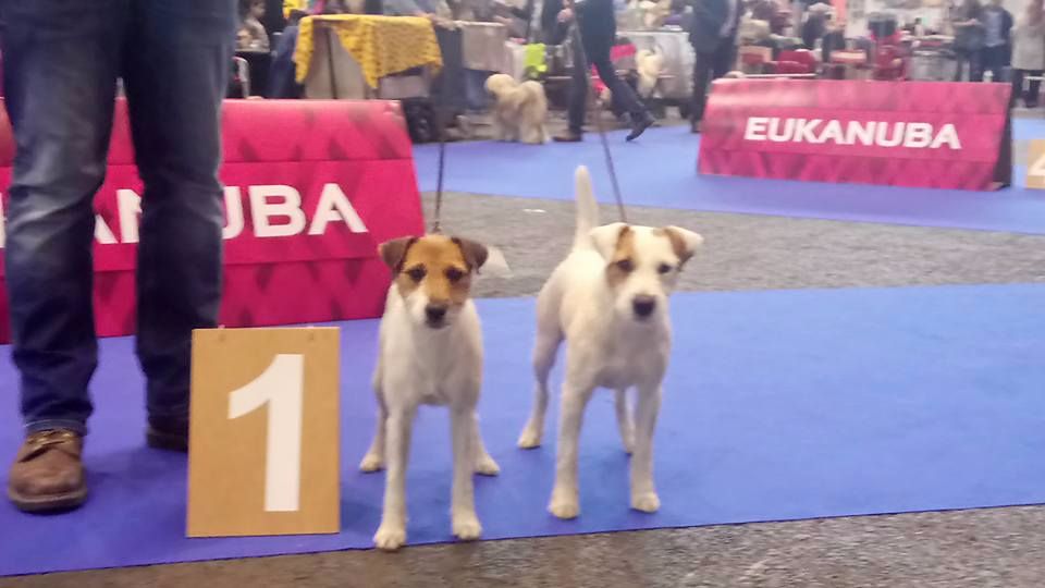 Des Contes Du Vieux Chêne - CACIB de Genève JIMMY champion et FOLIE qualifiée Cruft 2018