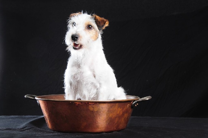 Des Contes Du Vieux Chêne - Super WE Terrier.