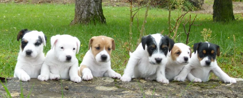 Des Contes Du Vieux Chêne - Parson Russell Terrier - Portée née le 11/09/2014