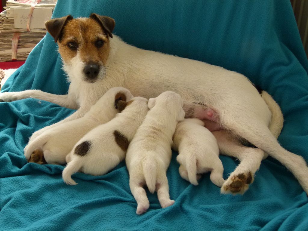 Des Contes Du Vieux Chêne - Parson Russell Terrier - Portée née le 28/02/2019